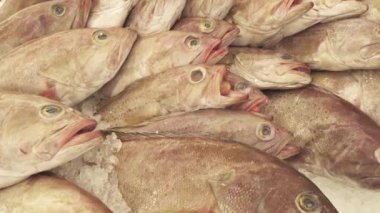 Üstünde belgili tanımlık sayaç süpermarket Stok görüntüleri video içinde taze dondurulmuş balık