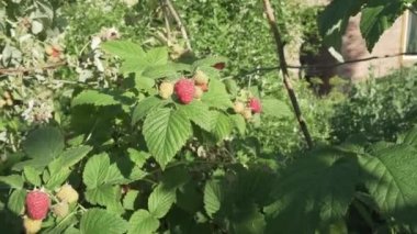 Bush Bahçe Stok görüntüleri video içinde ahududu olgunlaşmak