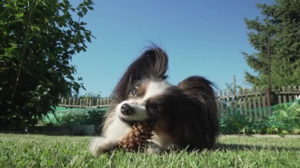 Güzel köpek doğurmak Papillon Ladin koni üzerinde çim Stok görüntüleri video gnaws. — Stok video