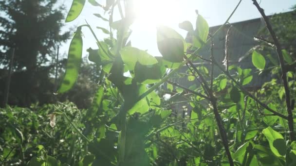 Pois verts mûrissent dans le jardin stock vidéo 