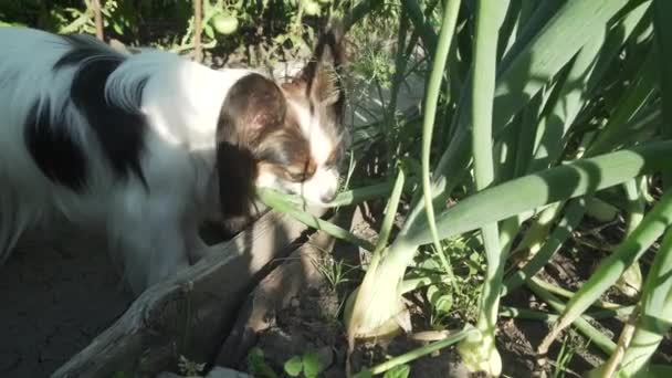 Funny dog breed Papillon eats green onion from bed stock footage video — Stock Video