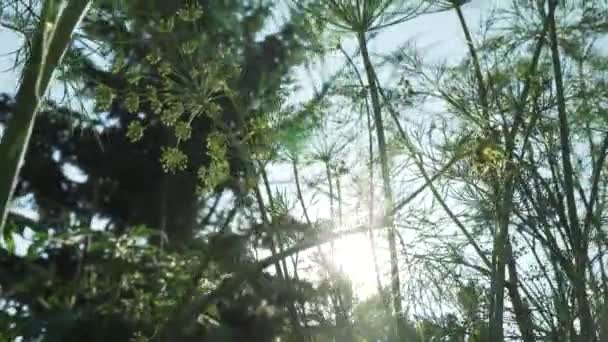 Zielony Koper dojrzewa na łóżko ogród Stockowy wideo — Wideo stockowe