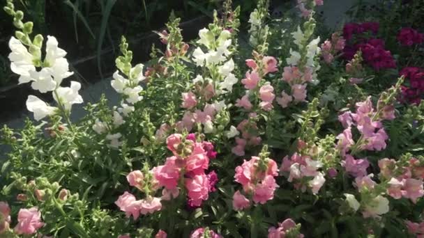 Vícebarevné Antirrhinum roste v zahradě stopáže videa — Stock video