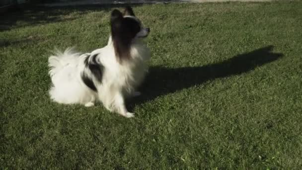 Funny dog breed Papillon is tumbling on green lawn stock footage video — Stock Video