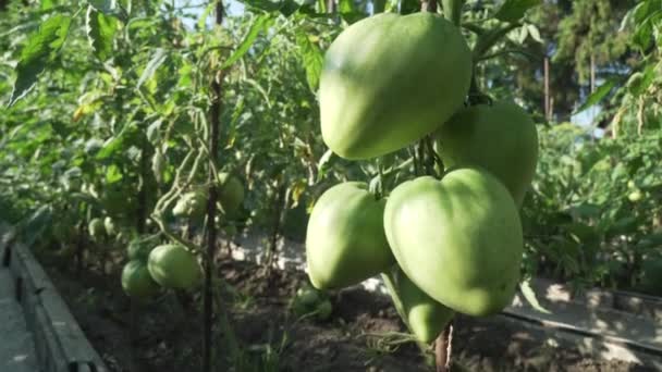 Фрукты помидоров созревают на высоких кустах — стоковое видео
