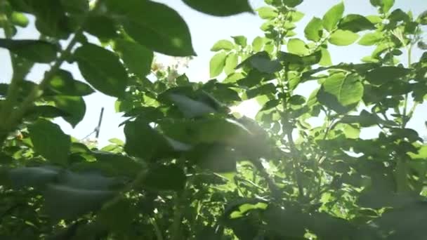 Hohe Kartoffelsträucher mit Blumen wachsen im Garten — Stockvideo