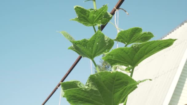 Las pestañas altas con pepinos crecen en el video de imágenes de jardín — Vídeos de Stock