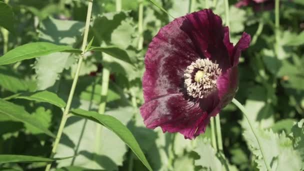 Papaver dubium вирощується в саду відеозапис — стокове відео