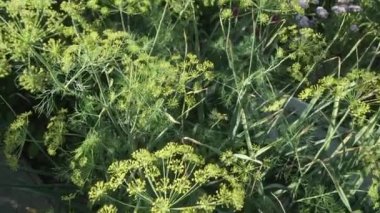 Yeşil rezene üzerinde Bahçe Yatak Stok görüntüleri video olgunlaşır
