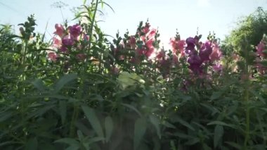 Çok renkli aslanağzı içinde bahçe Stok görüntüleri video büyür