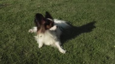 Komik köpek doğurmak Papillon üzerinde yeşil çim Stok görüntüleri video oynarken