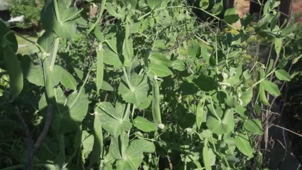 Green peas are ripening in garden stock footage video — Stock Video