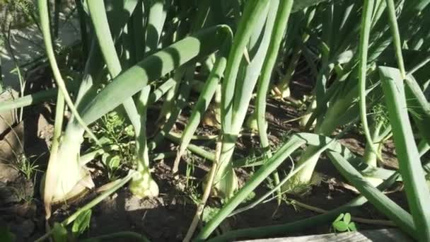 Oignon mûrit dans le jardin stock de vidéos — Video