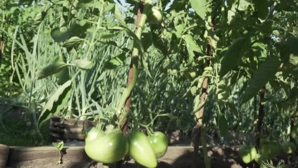 Fruits de tomate mûrissent sur les buissons vidéo stock — Video