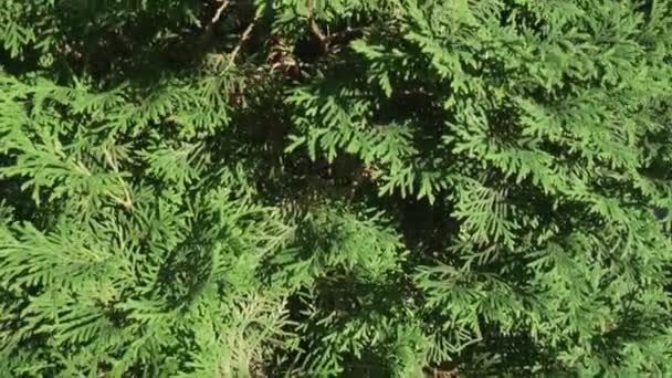 Hermosas ramas de árboles verdes de Thuja material de archivo de vídeo — Vídeos de Stock