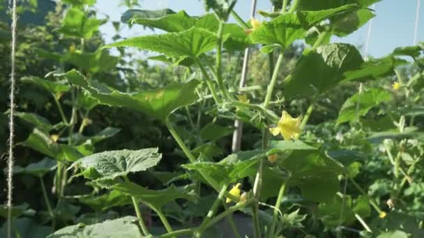Hoge wimpers met komkommers groeien in tuin stock footage video — Stockvideo