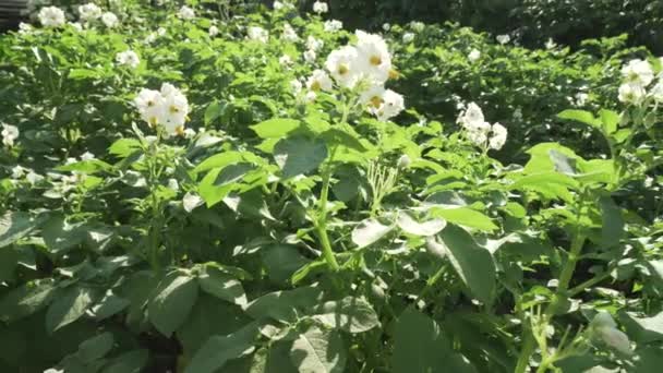 Hohe Kartoffelsträucher Mit Blumen Wachsen Garten — Stockvideo