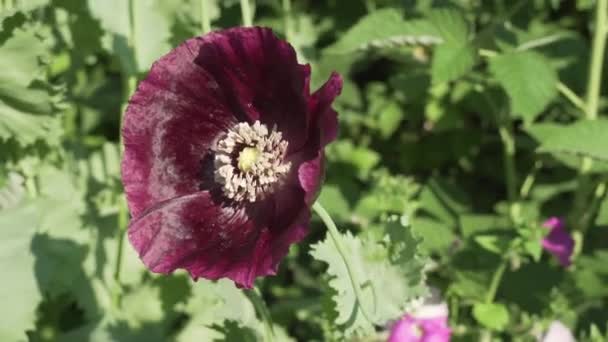 Papaver dubium roste v zahradě stopáže videa — Stock video