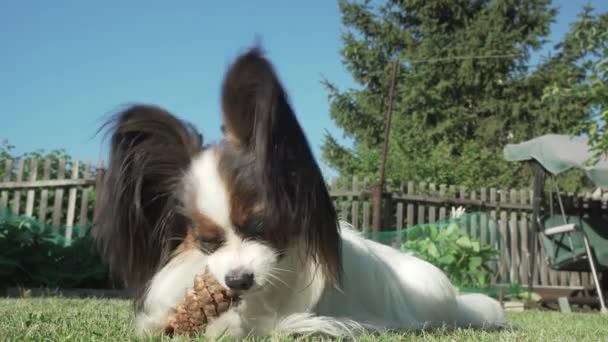Красива порода собак Папійон гризе ялиновий конус на газоні відеозапис — стокове відео