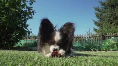Güzel köpek doğurmak Papillon Ladin koni üzerinde çim Stok görüntüleri video gnaws.