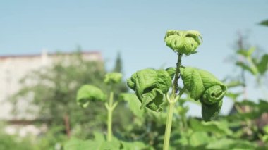 Hasarlı Kalina zararlı böcekler yaprak biti Stok görüntüleri video bırakır