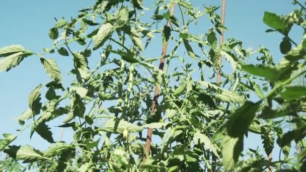 Frutas de tomate maduran en altos arbustos de archivo de vídeo — Vídeo de stock