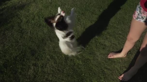 Grappige hond van het RAS Papillon spelen op groen gazon stock footage video — Stockvideo