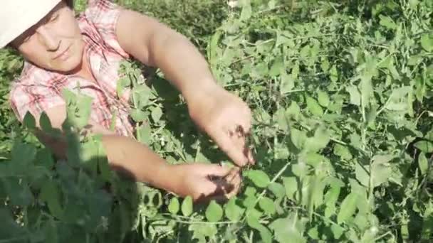 Пожилая женщина собирает урожай в саду, обдирает спелые гороховые стручки — стоковое видео