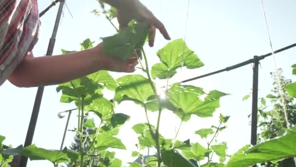 An elderly woman cares for plants in garden, ties up high branches of cucumbers stock footage video — Stock Video