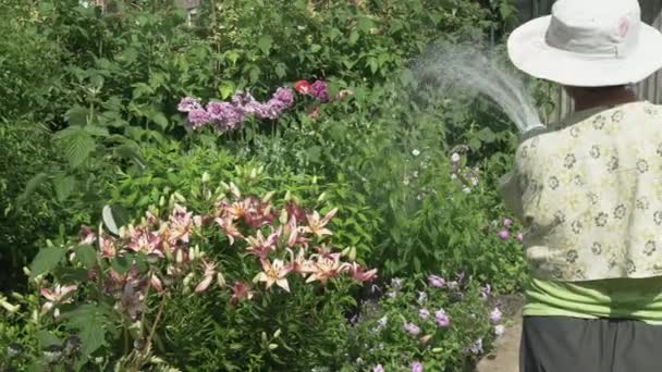 Egy idős asszony ápolja a növények a kertben, gyönyörű virágok stock footage videóinak öntözés — Stock videók