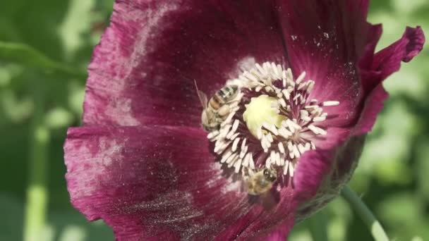 蜜蜂收集的花蜜在花园罂粟慢运动股票录像视频 — 图库视频影像