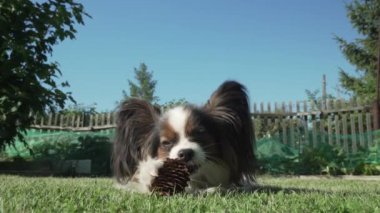 Güzel köpek doğurmak Papillon Ladin koni çim Stok görüntüleri video üzerinde gnaws.
