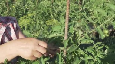 Yaşlı bir kadın bitkilerde Bahçe, bağları domates çalılar Stok görüntüleri video uzun boylu dallarda kadar önem verdiği
