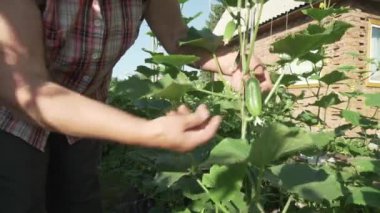 Yaşlı bir kadın bitkilerde Bahçe, Genç salatalık Stok görüntüleri video off ripleri önem verdiği
