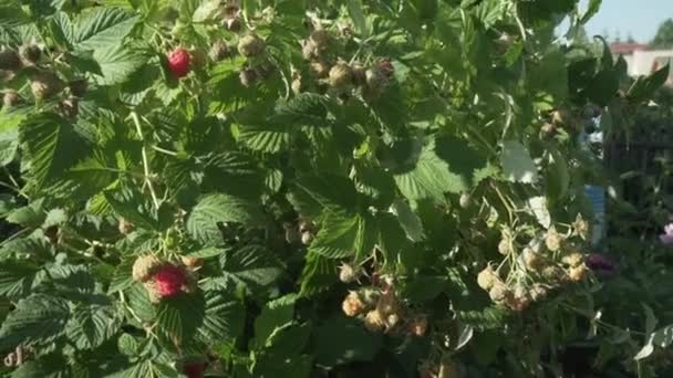 Frambuesas maduran en los arbustos en el video de archivo de jardín — Vídeos de Stock