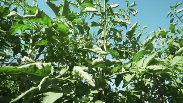 Fruits de tomate mûrissent sur les buissons vidéo stock — Video