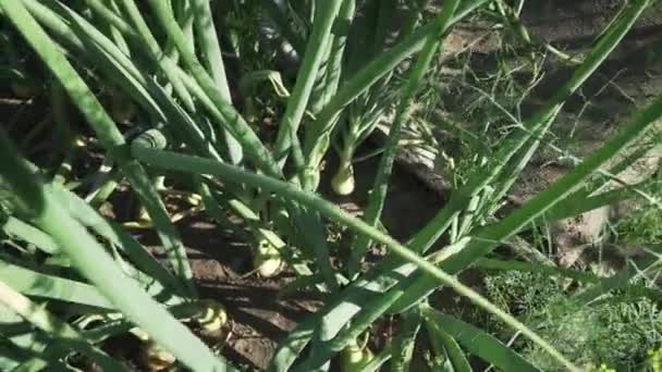 Cipolla matura in giardino stock filmato video — Video Stock