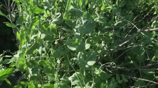 Зелений горох дозріває в садовому складі відеозапис — стокове відео
