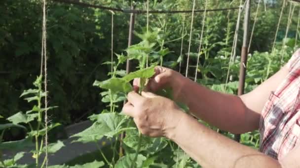 Μια ηλικιωμένη γυναίκα που νοιάζεται για τα φυτά στον κήπο, δένει ψηλά κλαδιά αγγούρια στοκ πλάνα βίντεο — Αρχείο Βίντεο