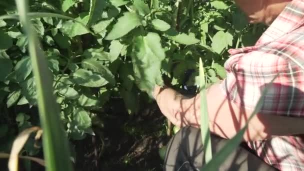 Uma mulher idosa cuida de plantas no jardim, corta ramos desnecessários nos arbustos imagens de tomate vídeo — Vídeo de Stock