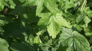 Hasarlı blackcurrant zararlı böcekler yaprak biti Stok görüntüleri video bırakır