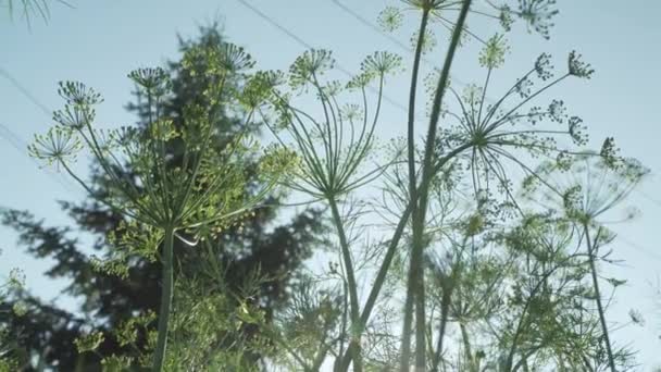 绿色茴香在花园床上的成熟股票录像视频 — 图库视频影像