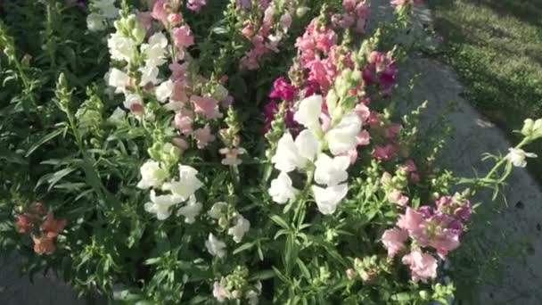 Mångfärgade grobladsväxter växer i trädgården arkivfilmer video — Stockvideo