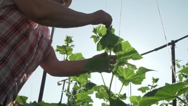 Una donna anziana si prende cura delle piante in giardino, lega rami alti di cetrioli stock filmati video — Video Stock