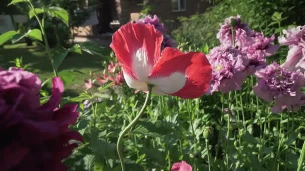 Όμορφη παπαρούνες μεγαλώνουν σε κήπο στοκ πλάνα βίντεο — Αρχείο Βίντεο