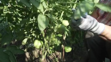 Yaşlı bir kadın bitkilerde Bahçe, çalılar domates Stok görüntüleri video gereksiz dalları keser önem verdiği