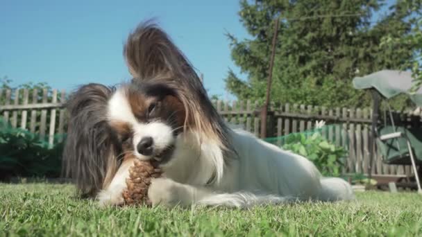 Mooie hondenras Papillon gnaws vuren kegel op gazon stock footage video — Stockvideo