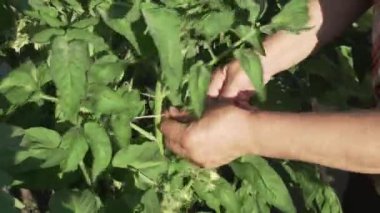 Yaşlı bir kadın bitkilerde Bahçe, bağları domates çalılar Stok görüntüleri video uzun boylu dallarda kadar önem verdiği