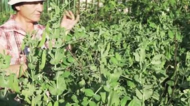 Yaşlı bir kadın bir ürün bahçesinde, Olgun bezelye POD Stok görüntüleri video off ripleri toplar