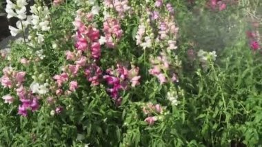 Çok renkli aslanağzı üzerinde suda bahçe Stok görüntüleri video ile dökülür